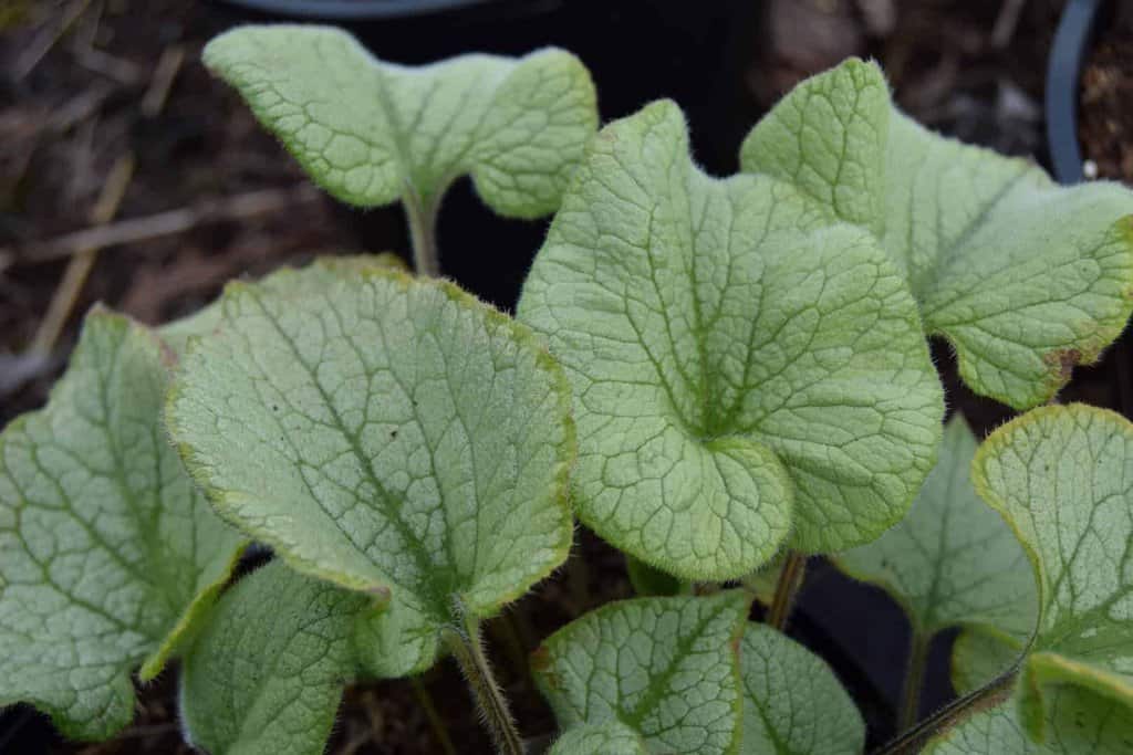 Brunnera macrophylla 'Looking Glass' ---